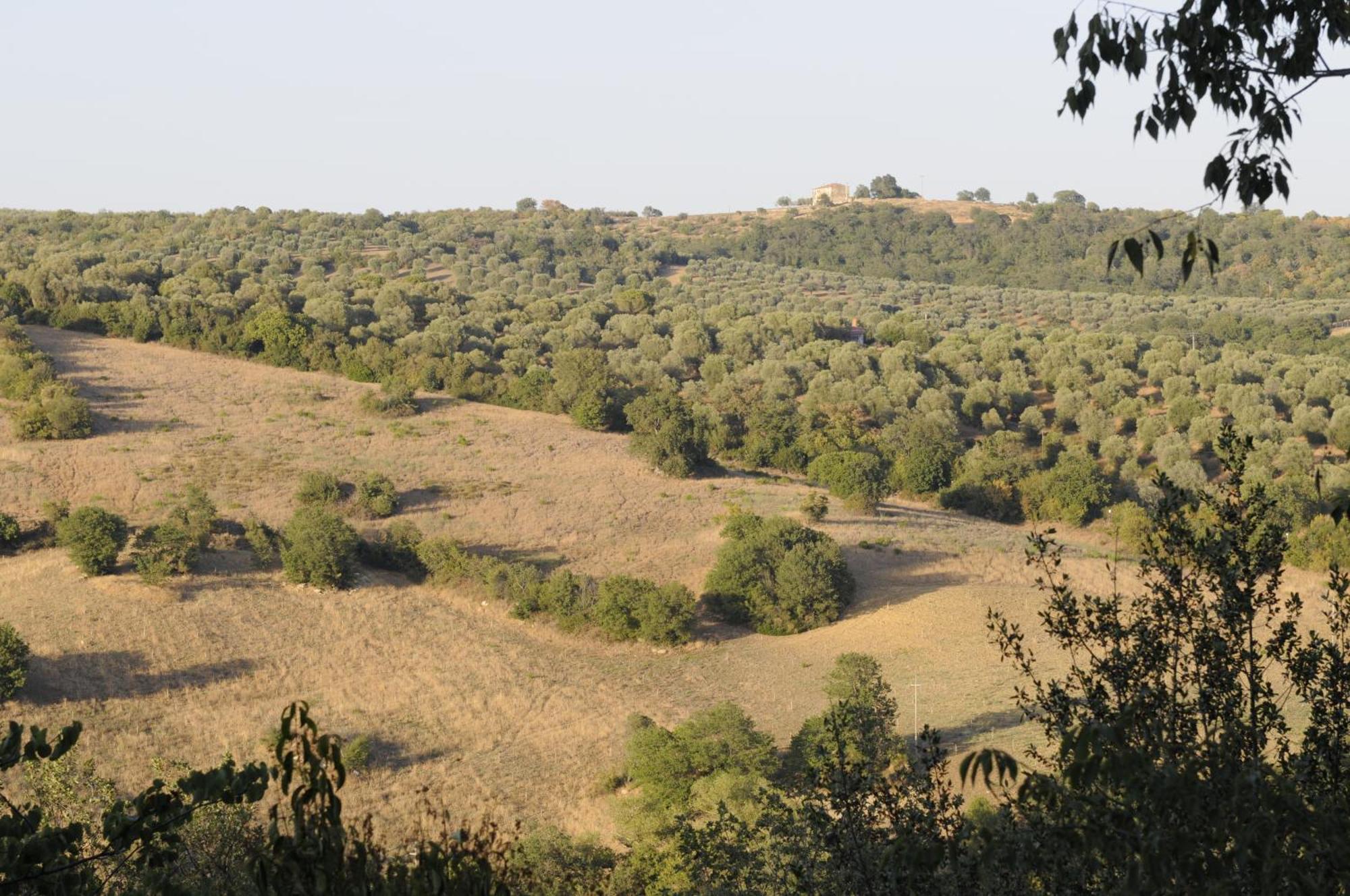 Le Tartarughe Rooms Magliano in Toscana Exteriér fotografie
